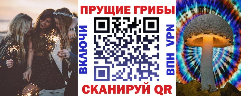 сколько стоит  Старая Русса  Псилоцибиновые грибы Psilocybe 